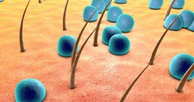 granzyme B, EBA