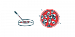 kaempferol | Epidermolysis Bullosa News | petri dish illustration